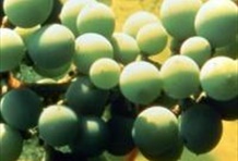 Woods & Wine (Muir Woods Tour & Half Day Wine)